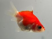 �̶ӡ�4�֡���Ĺ��7���������� kingyo ������� ���󤮤�