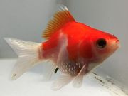 �̶ӡ�5�֡���Ĺ��7���������� kingyo ������� ���󤮤�