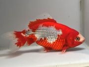 ���饵�¶⡡2�֡���Ĺ��15.5���������� kingyo ������� ���󤮤�