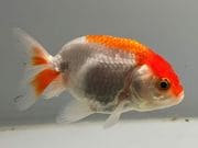 �����夦��1�֡���Ĺ��8���������� kingyo ������� ���󤮤�