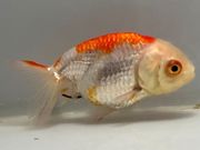 �����夦��2�֡���Ĺ��8���������� kingyo ������� ���󤮤�