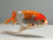 �����夦��3�֡���Ĺ��8���������� kingyo ������� ���󤮤�