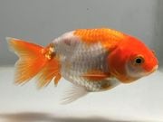 �����夦��4�֡���Ĺ��8���������� kingyo ������� ���󤮤�