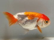 �����夦��5�֡���Ĺ��8���������� kingyo ������� ���󤮤�