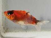 ����ꥳ�¶⡡2�֡���Ĺ��7���������� kingyo ������� ���󤮤�