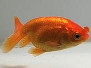 �����夦��˼��3�֡���Ĺ��7���������� kingyo ������� ���󤮤�