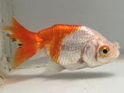 �����夦��˼��4�֡���Ĺ��7���������� kingyo ������� ���󤮤�