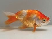 �����夦��˼��5�֡���Ĺ��7���������� kingyo ������� ���󤮤�