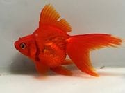 ����ΰ�⡡1�֡���Ĺ��11���������� kingyo ������� ���󤮤�