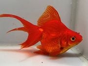 ����ΰ�⡡2�֡���Ĺ��11���������� kingyo ������� ���󤮤�