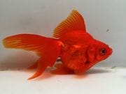 ����ΰ�⡡3�֡���Ĺ��11���������� kingyo ������� ���󤮤�