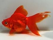 ����ΰ�⡡4�֡���Ĺ��11���������� kingyo ������� ���󤮤�