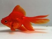 ����ΰ�⡡5�֡���Ĺ��11���������� kingyo ������� ���󤮤�