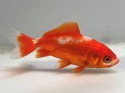 ���饵�¶⡡5�֡���Ĺ��8���������� kingyo ������� ���󤮤�