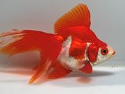 ���ĥ��饵ΰ�⡡11�֡���Ĺ��11.5���������� kingyo ������� ���󤮤�