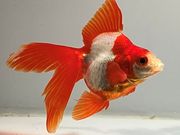 ���ĥ��饵ΰ�⡡12�֡���Ĺ��11.5���������� kingyo ������� ���󤮤�