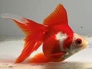 ���ĥ��饵ΰ�⡡14�֡���Ĺ��11���������� kingyo ������� ���󤮤�