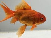 ��⡡1�֡���Ĺ��11���������� kingyo ������� ���󤮤�