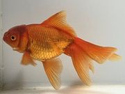 ��⡡2�֡���Ĺ��11���������� kingyo ������� ���󤮤�