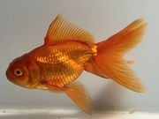 ��⡡3�֡���Ĺ��11���������� kingyo ������� ���󤮤�