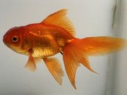 ��⡡4�֡���Ĺ��10���������� kingyo ������� ���󤮤�