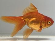 ��⡡5�֡���Ĺ��10���������� kingyo ������� ���󤮤�