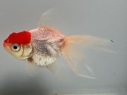 ðĺ��2�֡���Ĺ��7.5���������� kingyo ������� ���󤮤�