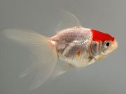 ðĺ��3�֡���Ĺ��7.5���������� kingyo ������� ���󤮤�