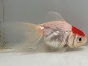 ðĺ��5�֡���Ĺ��7.5���������� kingyo ������� ���󤮤�