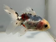 ���ڷϥ����ޡ�21�֡���Ĺ��9���������� kingyo ������� ���󤮤�