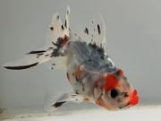 ���ڷϥ����ޡ�22�֡���Ĺ��9.5���������� kingyo ������� ���󤮤�