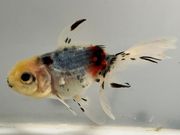 ���ڷϥ����ޡ�23�֡���Ĺ��9���������� kingyo ������� ���󤮤�