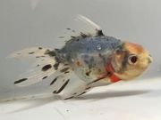 ���ڷϥ����ޡ�25�֡���Ĺ��10���������� kingyo ������� ���󤮤�