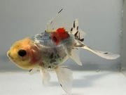 ���ڷϥ����ޡ�24�֡���Ĺ��9���������� kingyo ������� ���󤮤�