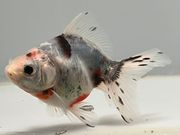 ����ꥳ��2�֡���Ĺ��8.5���������� kingyo ������� ���󤮤�