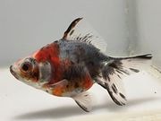 ����ꥳ��3�֡���Ĺ��7.5���������� kingyo ������� ���󤮤�