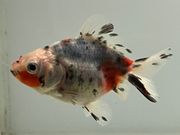 ����ꥳ��4�֡���Ĺ��7���������� kingyo ������� ���󤮤�