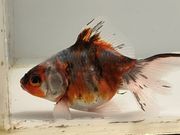 ����ꥳ��5�֡���Ĺ��8.5���������� kingyo ������� ���󤮤�