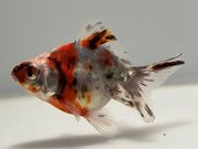 ����ꥳ��6�֡���Ĺ��7.5���������� kingyo ������� ���󤮤�