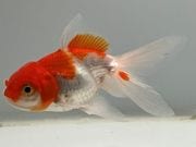 ���饵��������31�֡���Ĺ��8���������� kingyo ������� ���󤮤�