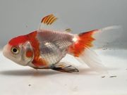 ���饵��������32�֡���Ĺ��8���������� kingyo ������� ���󤮤�