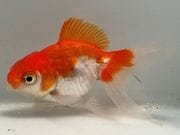 ���饵��������33�֡���Ĺ��7.5���������� kingyo ������� ���󤮤�