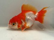 ���饵��������35�֡���Ĺ��8���������� kingyo ������� ���󤮤�