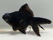 ���ǥᥭ��11�֡���Ĺ��7.5���������� kingyo ������� ���󤮤�