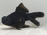 ���ǥᥭ��12�֡���Ĺ��8���������� kingyo ������� ���󤮤�