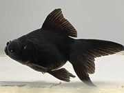 ���ǥᥭ��13�֡���Ĺ��8���������� kingyo ������� ���󤮤�