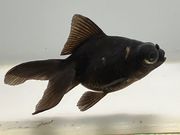 ���ǥᥭ��14�֡���Ĺ��7.5���������� kingyo ������� ���󤮤�