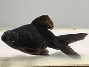 ���ǥᥭ��15�֡���Ĺ��7.5���������� kingyo ������� ���󤮤�