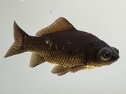 ���ǥᥭ��1�֡���Ĺ��10���������� kingyo ������� ���󤮤�