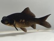 ���ǥᥭ��2�֡���Ĺ��11���������� kingyo ������� ���󤮤�